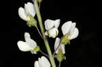 Spiked wild indigo